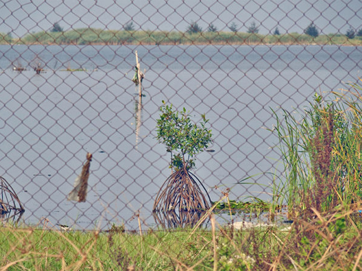 Mangroves at Ilubirin