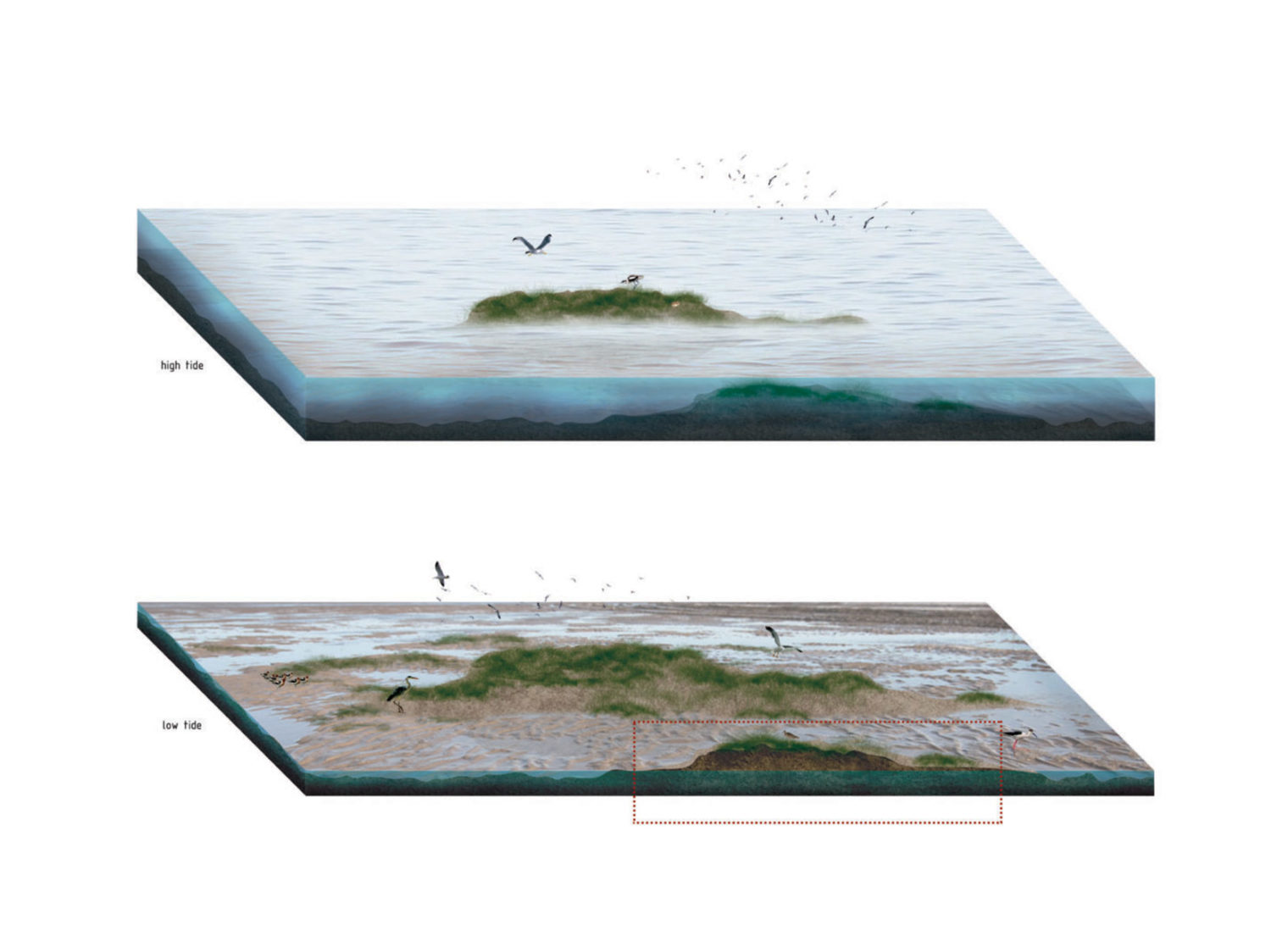 Research on ecological development and sedimentation growth in the Waddenzee